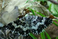 Chloroclystis mariae - Weißbinden-Labkrautspanner